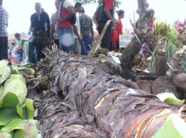 Strengthening Capacity for Nauru Household Integrated Agro-forestry and Food Crops Production